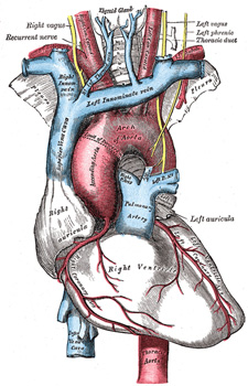Anatomia del corpo umano
